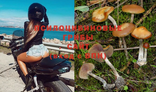 гидра Абаза