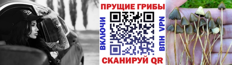 Псилоцибиновые грибы Magic Shrooms Ртищево